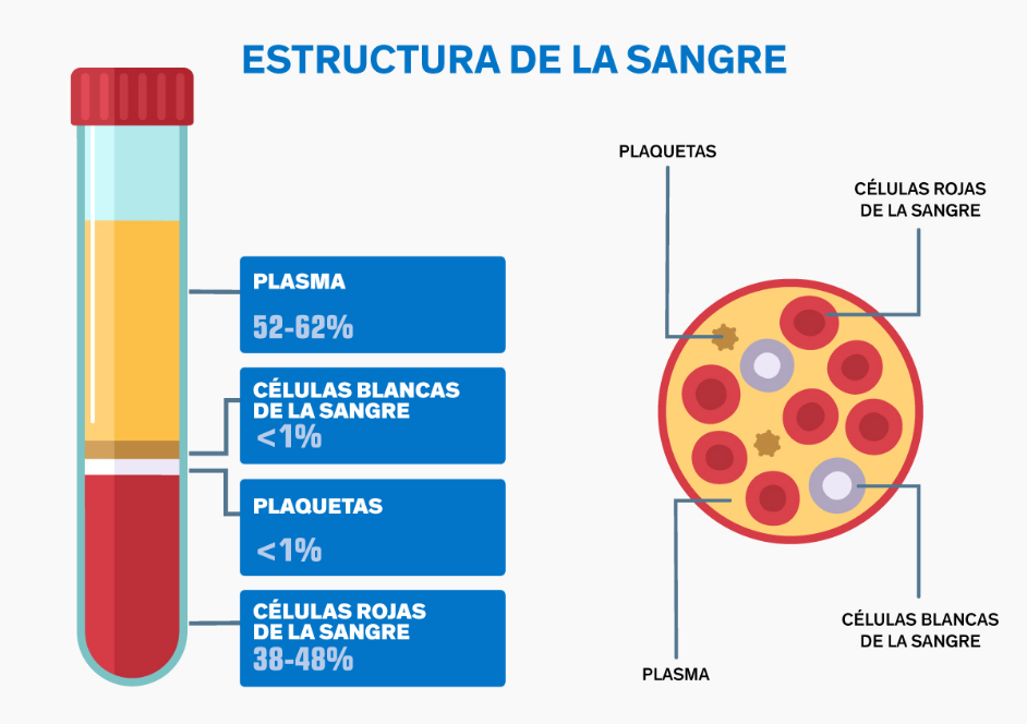 Estructura de la sangre