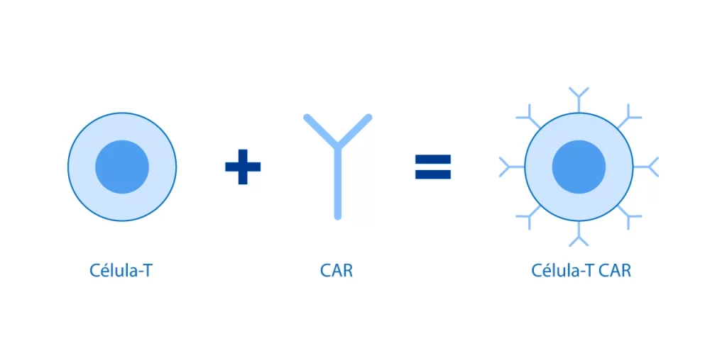 Diseño que ejemplifica el tratamiento CAR-T, indicando cada uno de sus componentes como las células T y el CAR.