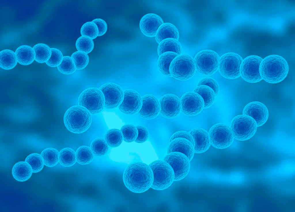 Dibujo que representa el neumococo o Streptococcus pneumoniae, que genera diversas infecciones en los niños y adultos.